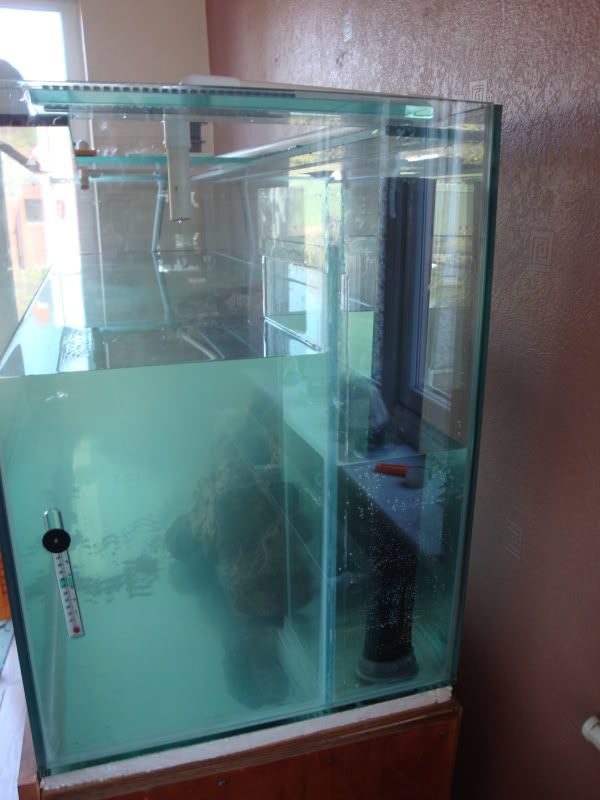 My DIY freshwater twin sump setup.. The noise !! Tropical Fish